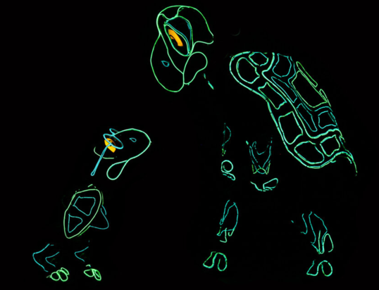 Thumbnail of 